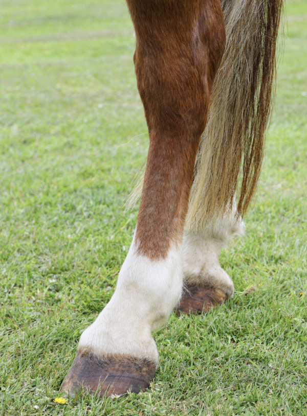 Plaie cheval